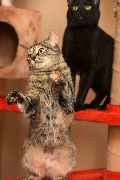 Słodkie Zabawy Kot Gra Łapie Stojąc Jego Tylnych Nogach — Zdjęcie stockowe