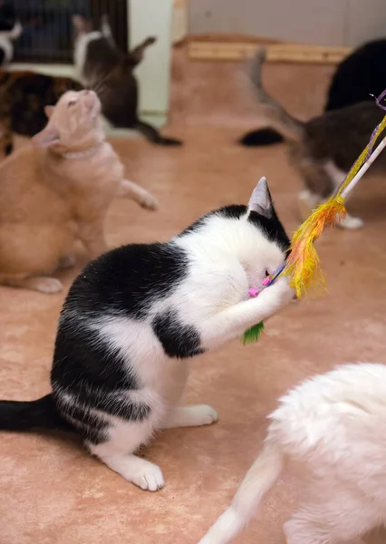 Słodkie Zabawy Kot Gra Łapie Stojąc Jego Tylnych Nogach — Zdjęcie stockowe