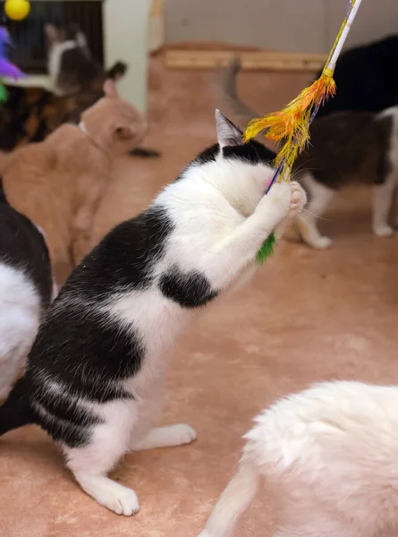 Söt Lekfull Katt Spelar Fångster Stående Sina Bakben — Stockfoto