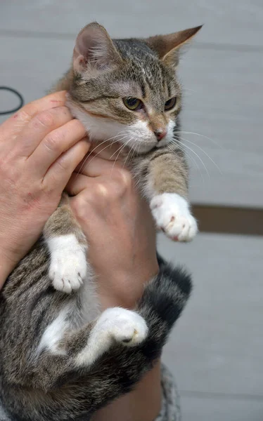 Cute Muda Belang Dengan Kucing Putih Dalam Pelukannya — Stok Foto