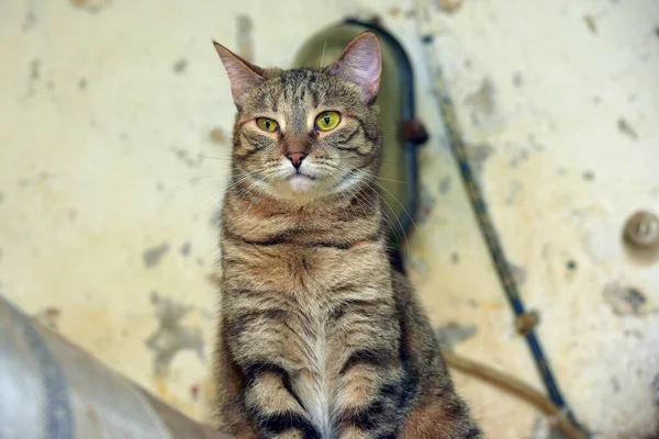 Bonito Tabby Com Gato Branco Com Olhos Expressivos Amarelos — Fotografia de Stock