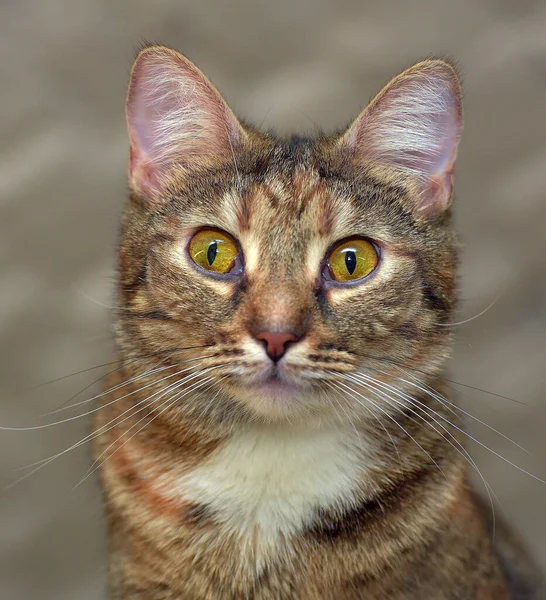 Lindo Tabby Con Blanco Gato Con Amarillo Expresivo Ojos — Foto de Stock