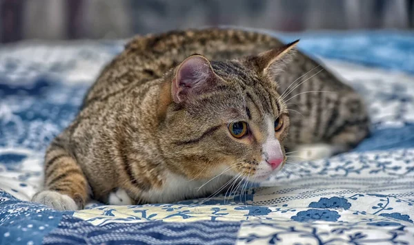 Grande Listrado Com Branco Gato Shorthair Sofá — Fotografia de Stock