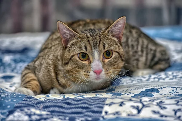 Large Striped White Shorthair Cat Couch — Stock Photo, Image