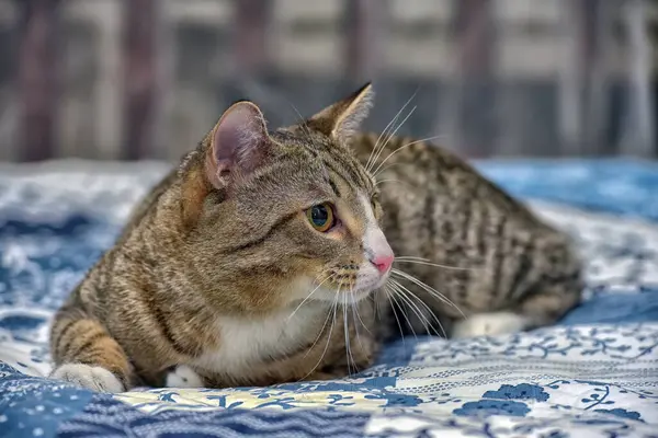 Grande Rayas Con Blanco Taquigrafía Gato Sofá —  Fotos de Stock