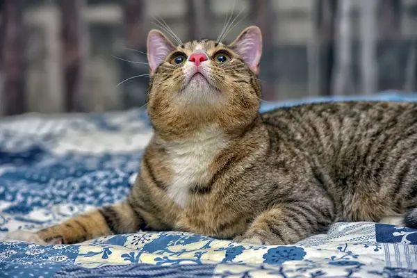 Grande Listrado Com Branco Gato Shorthair Sofá — Fotografia de Stock