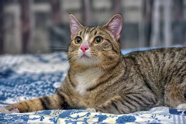 Large Striped White Shorthair Cat Couch — Stock Photo, Image