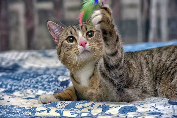 Grande Listrado Com Branco Gato Shorthair Sofá — Fotografia de Stock