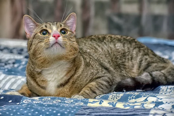 Grande Rayas Con Blanco Taquigrafía Gato Sofá — Foto de Stock