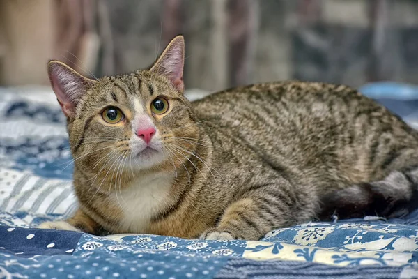 Grande Listrado Com Branco Gato Shorthair Sofá — Fotografia de Stock