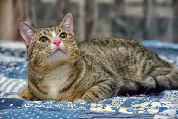 Grande Rayas Con Blanco Taquigrafía Gato Sofá —  Fotos de Stock