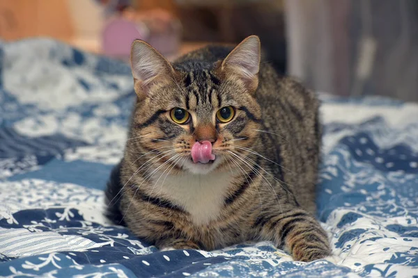 Lindo Tímido Tabby Con Blanco Taquigrafía Gato Sofá — Foto de Stock