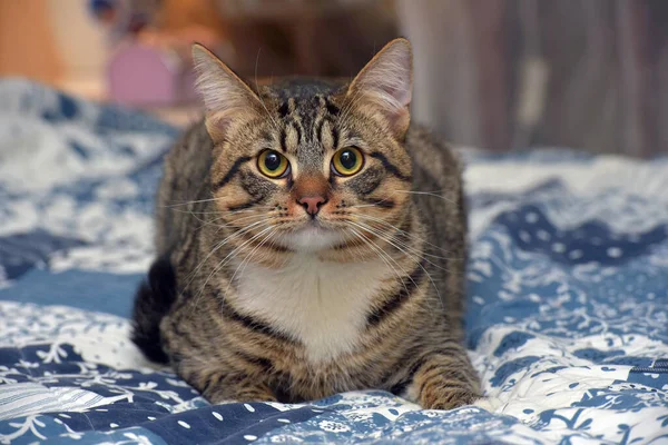 Bonito Tímido Tabby Com Branco Shorthair Gato Sofá — Fotografia de Stock