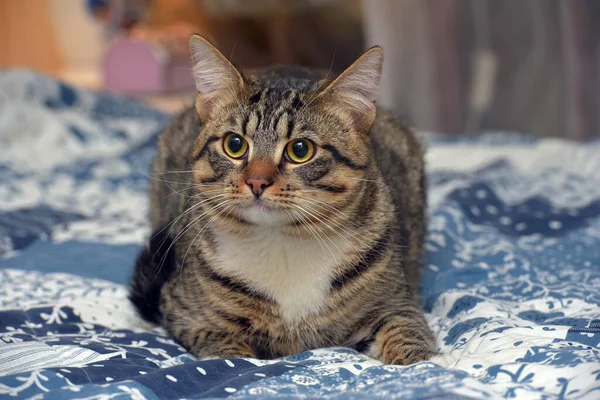 Bonito Tímido Tabby Com Branco Shorthair Gato Sofá — Fotografia de Stock