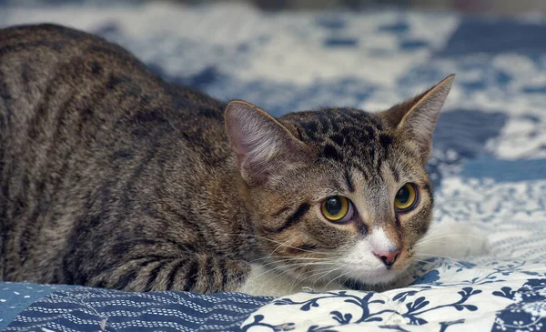 Schattig Verlegen Tabby Met Wit Stenografisch Kat Bank — Stockfoto