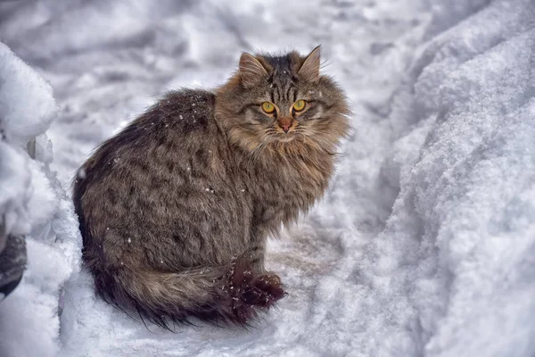 Braune Flauschige Sibirische Katze Winter Schnee — Stockfoto