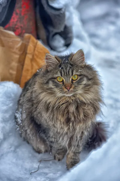 Braune Flauschige Sibirische Katze Winter Schnee — Stockfoto