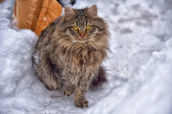 Коричневый Пушистый Сибирский Кот Снегу Зимой — стоковое фото