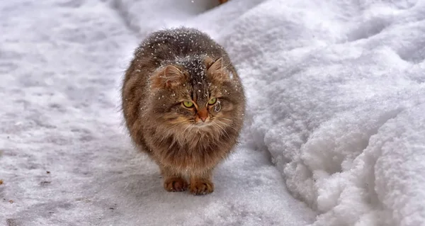 冬天雪地上的褐色绒毛冬眠猫 — 图库照片