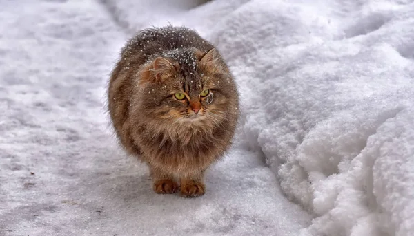 Braune Flauschige Sibirische Katze Winter Schnee — Stockfoto