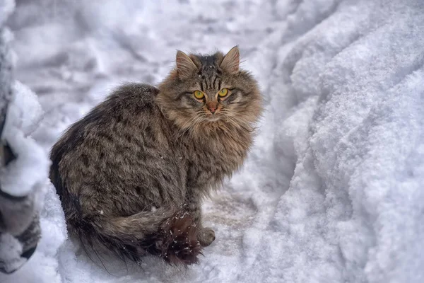 Braune Flauschige Sibirische Katze Winter Schnee — Stockfoto