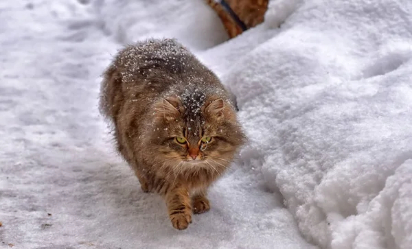 Braune Flauschige Sibirische Katze Winter Schnee — Stockfoto