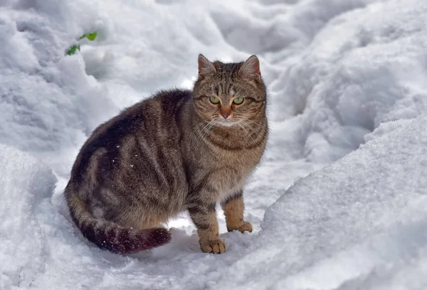 冬天雪地里的褐色流浪猫 — 图库照片