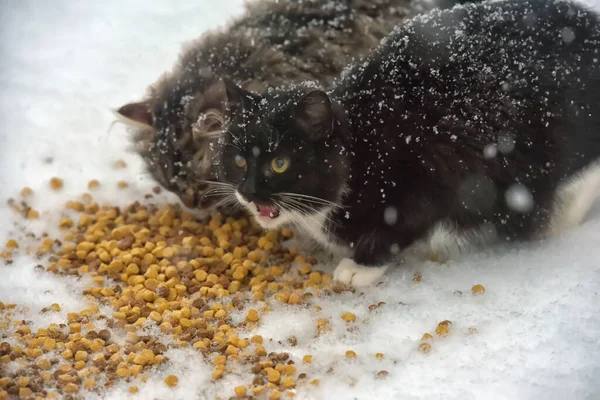 Hungriga Hemlösa Katter Snön Vintern — Stockfoto