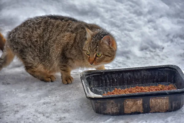 Hungrige Obdachlose Winter Schnee — Stockfoto