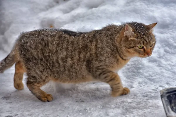 Hungrige Obdachlose Winter Schnee — Stockfoto