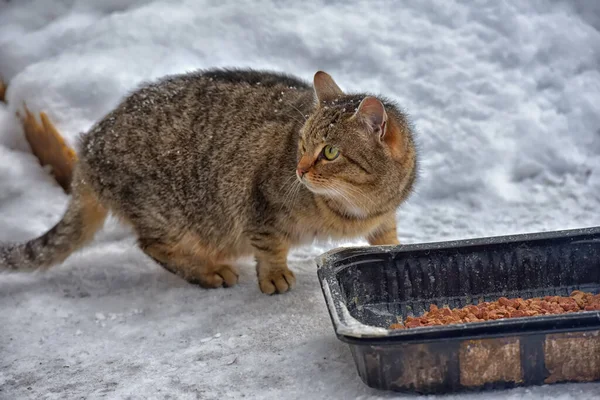 Hungrige Obdachlose Winter Schnee — Stockfoto