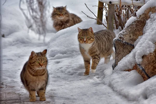 Gatos Sem Teto Famintos Neve Inverno — Fotografia de Stock