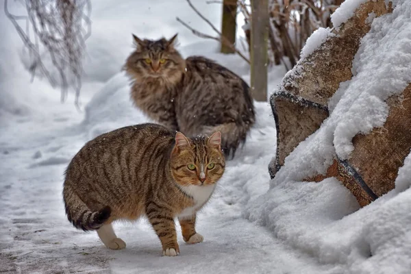 Gatos Sem Teto Famintos Neve Inverno — Fotografia de Stock