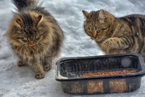 Éhes Hajléktalan Macskák Hóban Télen — Stock Fotó