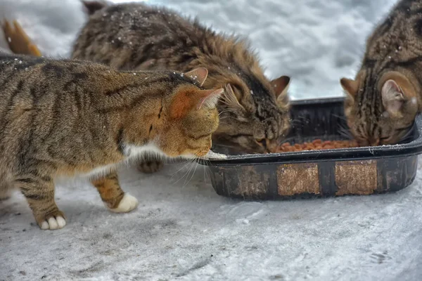 Éhes Hajléktalan Macskák Hóban Télen — Stock Fotó