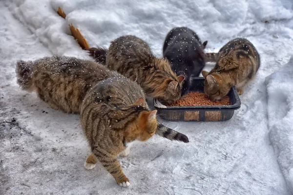 Hungry Homeless Cats Snow Winter — Stock Photo, Image