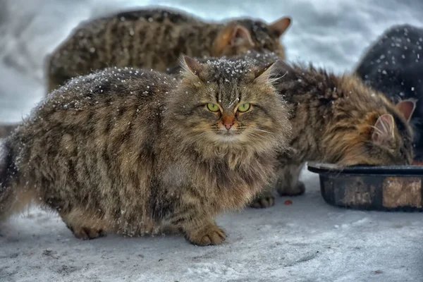 Gatti Senzatetto Affamati Nella Neve Inverno — Foto Stock