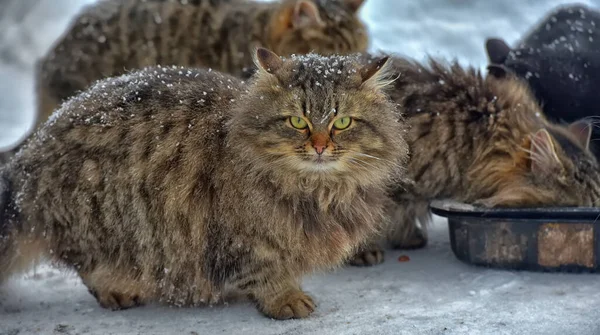 Hungrige Obdachlose Winter Schnee — Stockfoto