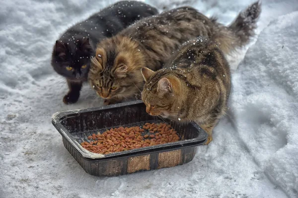 Éhes Hajléktalan Macskák Hóban Télen — Stock Fotó