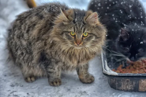 Éhes Hajléktalan Macskák Hóban Télen — Stock Fotó