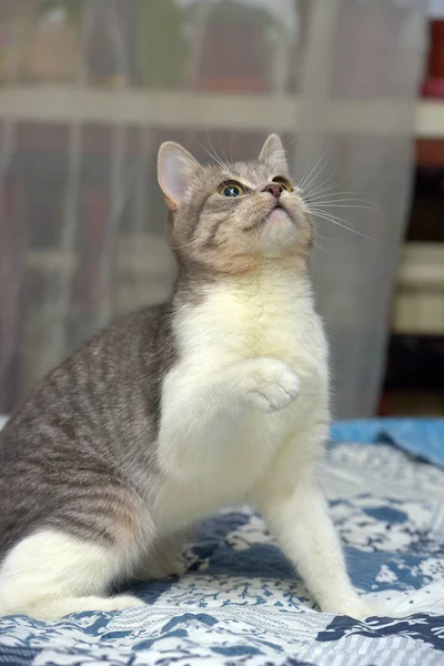 Brincalhão Jovem Cinza Com Gato Branco Sofá — Fotografia de Stock