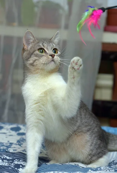 Juguetón Joven Gris Con Gato Blanco Sofá — Foto de Stock