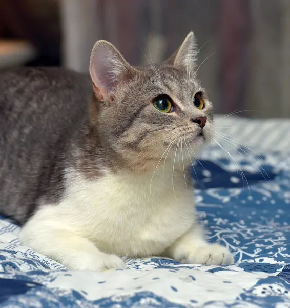 Brincalhão Jovem Cinza Com Gato Branco Sofá — Fotografia de Stock