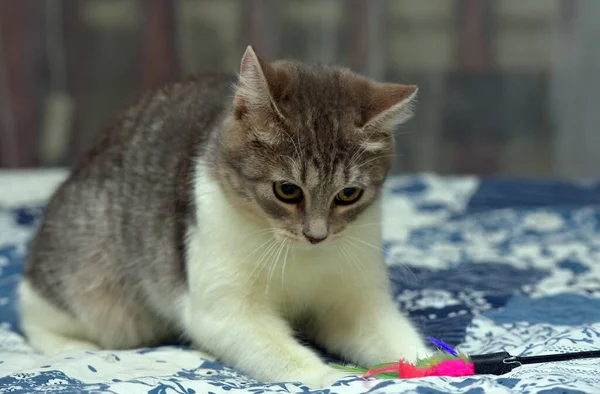 Jeune Gris Ludique Avec Chat Blanc Sur Canapé — Photo