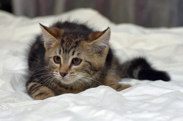 Młody Brązowy Puszysty Kotek Tabby Kanapie — Zdjęcie stockowe