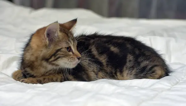 Jovem Marrom Fofo Tabby Gatinho Sofá — Fotografia de Stock