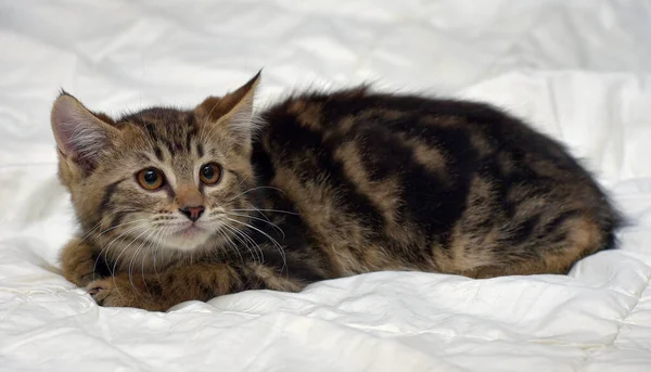 ソファの上の若い茶色のふわふわのタビー子猫 — ストック写真