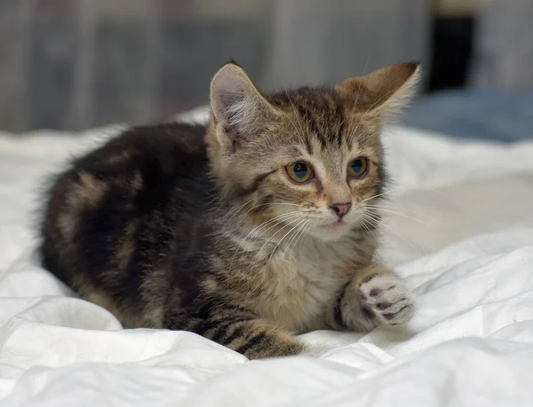 Młody Brązowy Puszysty Kotek Tabby Kanapie — Zdjęcie stockowe