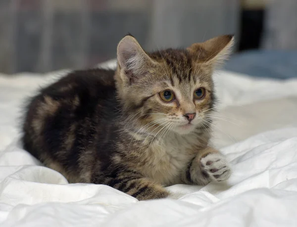 Jovem Marrom Fofo Tabby Gatinho Sofá — Fotografia de Stock