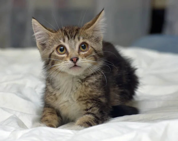 Joven Marrón Mullido Tabby Gatito Sofá —  Fotos de Stock